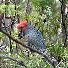 Cacatoès à tête rouge