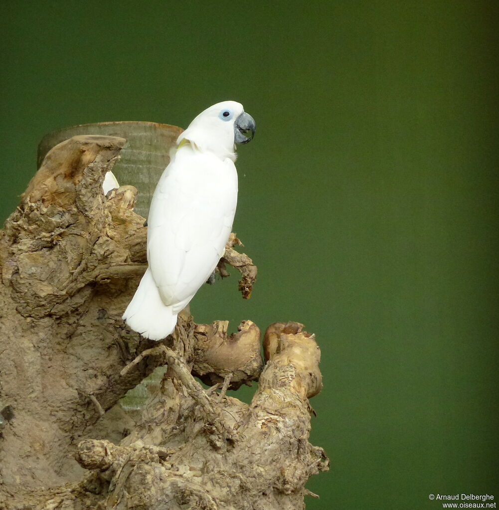 Cacatoès aux yeux bleus