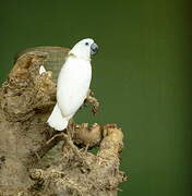 Blue-eyed Cockatoo