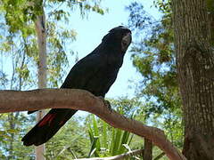 Red-tailed Black Cockatoo