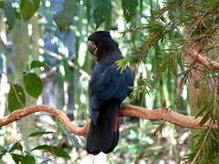 Red-tailed Black Cockatoo