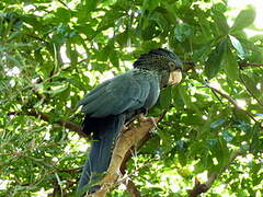 Red-tailed Black Cockatoo