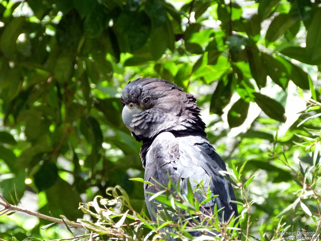 Red-tailed Black Cockatoo male