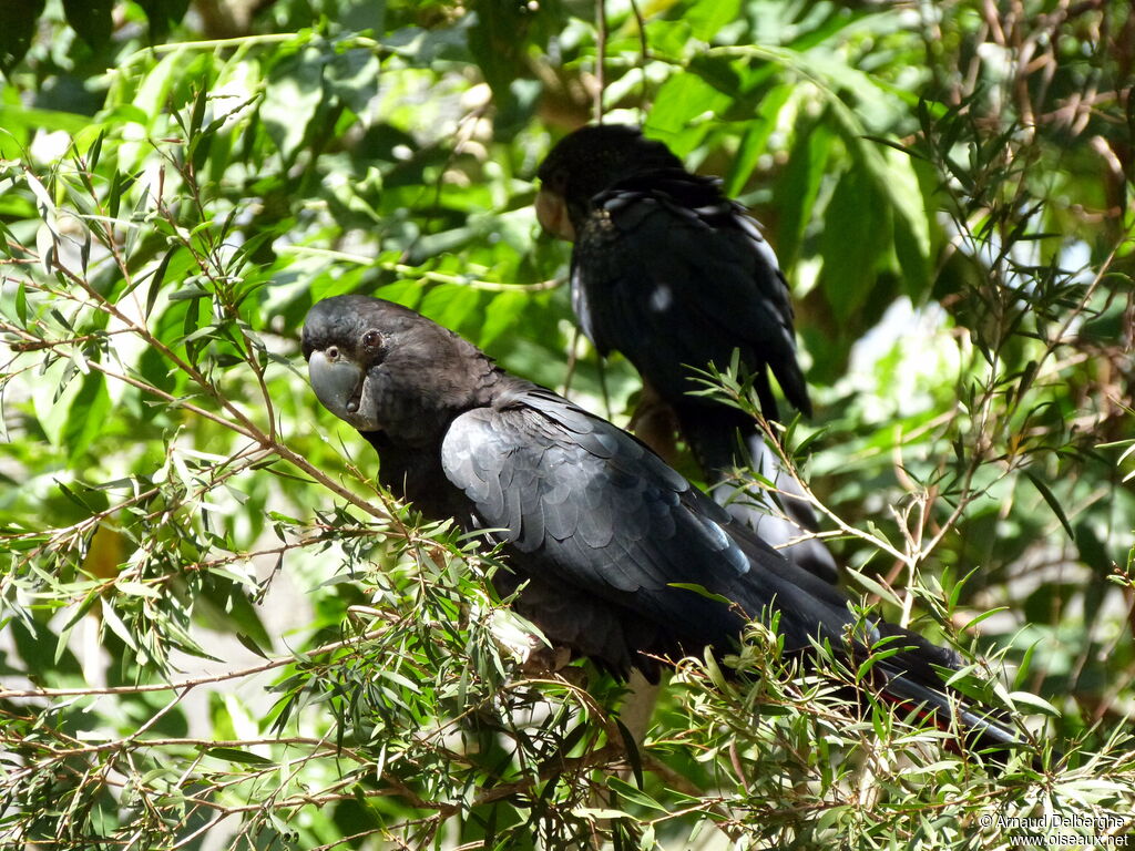 Red-tailed Black Cockatoo