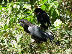 Red-tailed Black Cockatoo