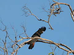 Red-tailed Black Cockatoo