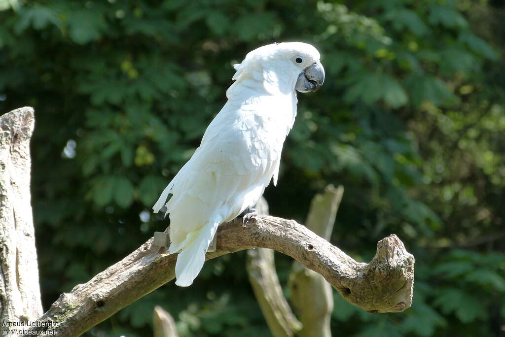 Cacatoès blanc, identification