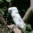 Cacatoès blanc