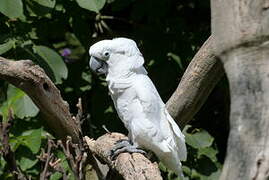 White Cockatoo