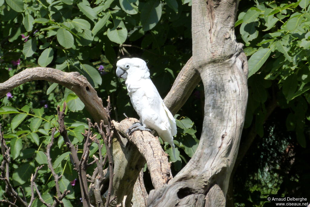 White Cockatoo