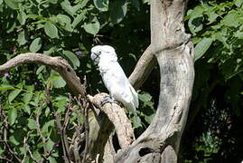 White Cockatoo