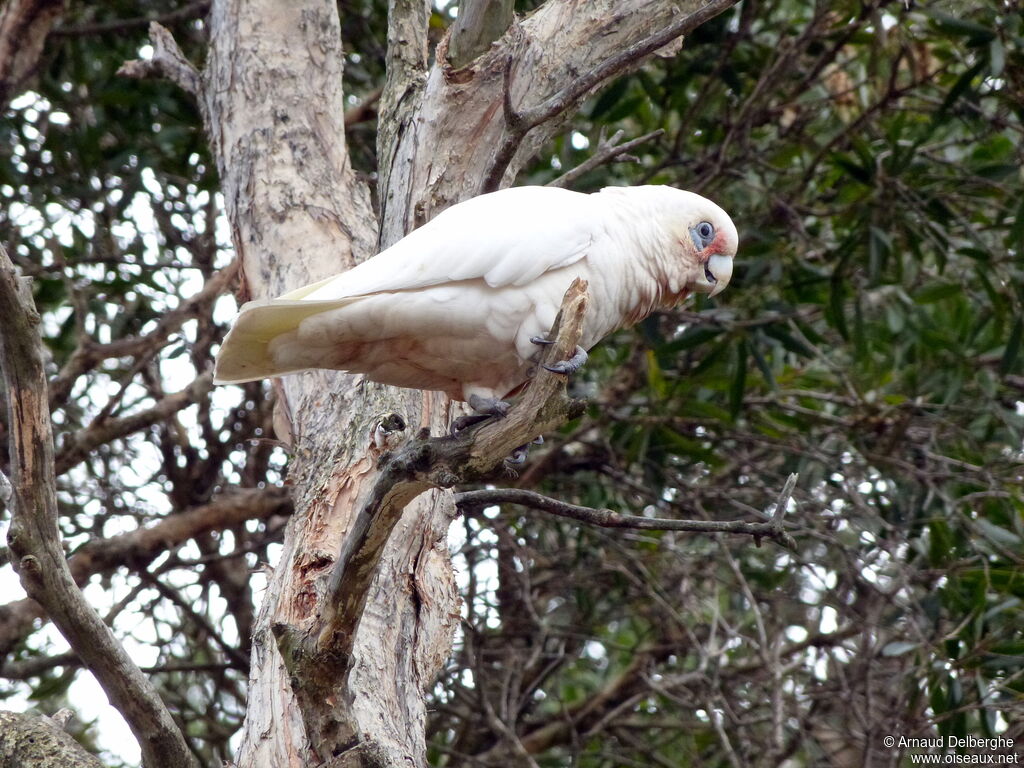 Little Corella