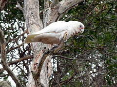 Cacatoès corella