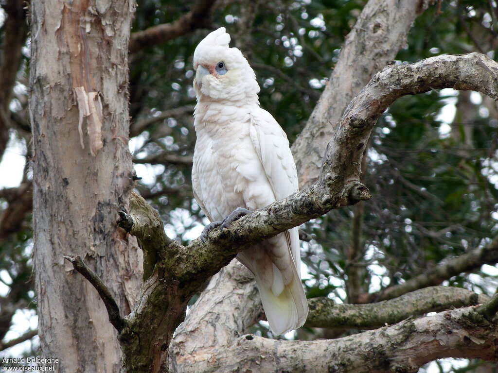 Little Corella, identification