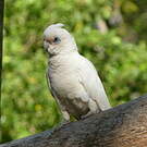 Cacatoès corella