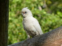 Cacatoès corella