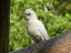 Little Corella