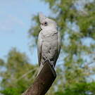 Cacatoès corella