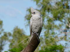 Cacatoès corella