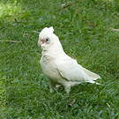 Cacatoès corella