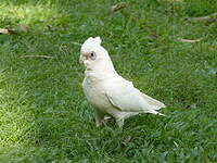 Cacatoès corella