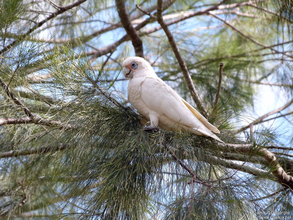 Cacatoès corella