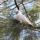 Cacatoès corella