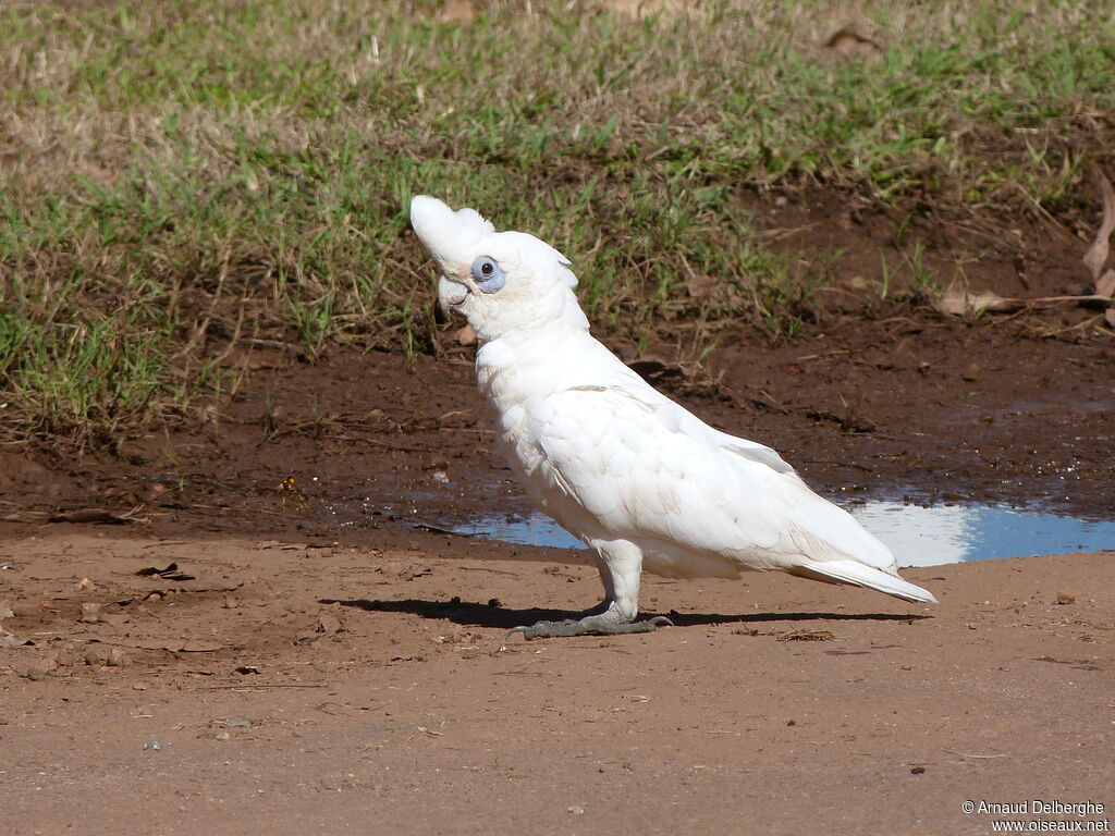 Cacatoès corella