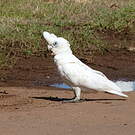Cacatoès corella