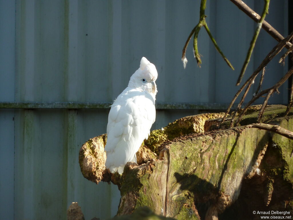 Solomons Cockatoo