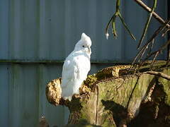 Solomons Cockatoo