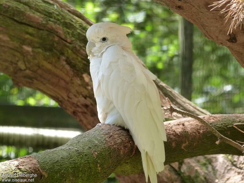 Solomons Cockatoo, identification