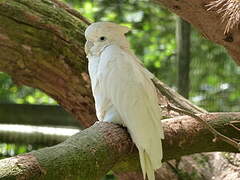 Solomons Cockatoo