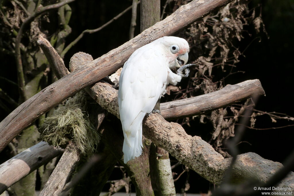 Tanimbar Corella