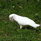 Cacatoès de Goffin