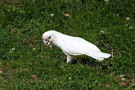 Tanimbar Corella