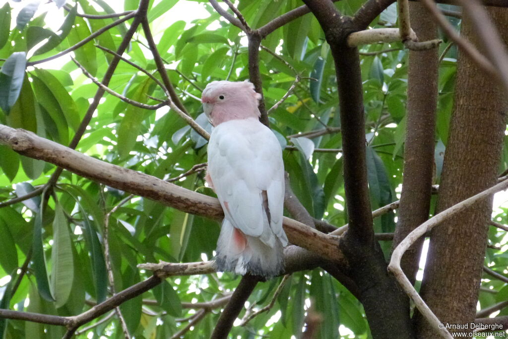 Major Mitchell's Cockatoo