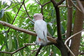 Pink Cockatoo