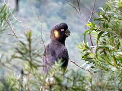 Yellow-tailed Black Cockatoo