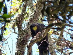 Yellow-tailed Black Cockatoo