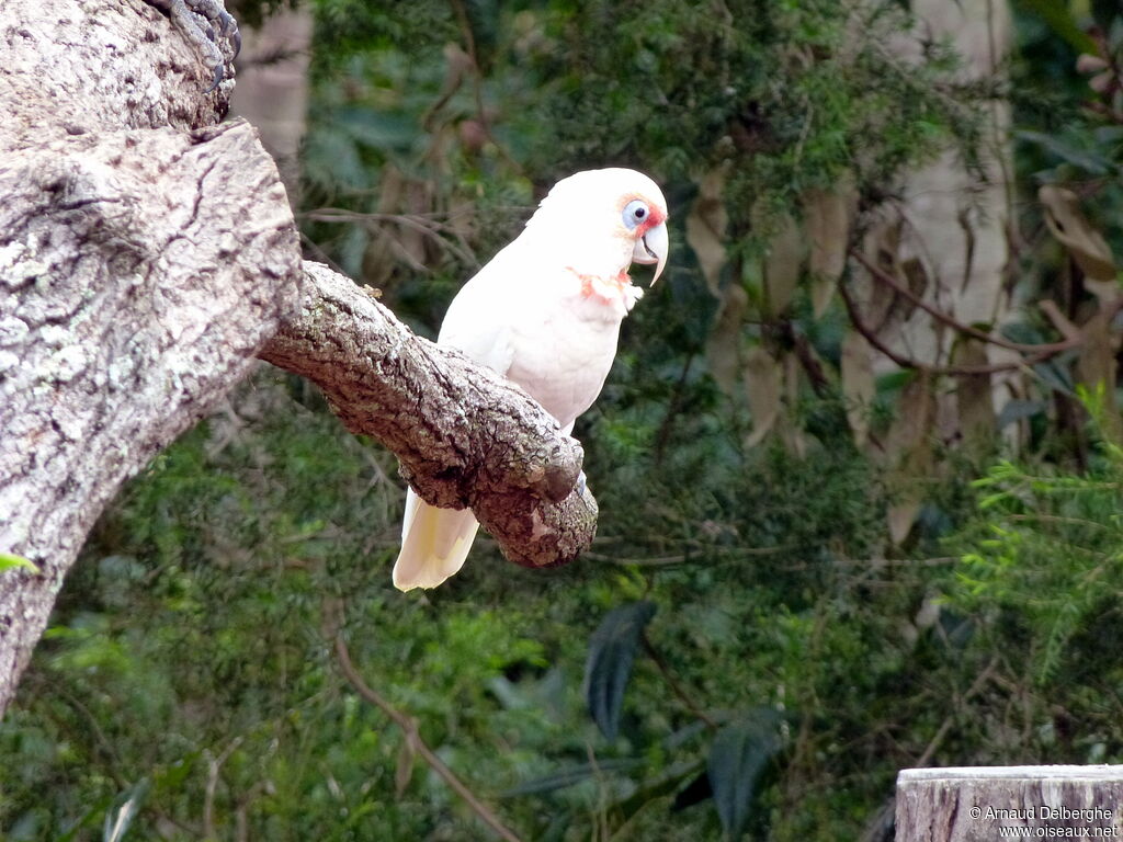 Long-billed Corella