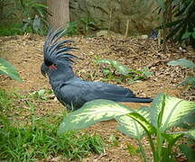 Palm Cockatoo