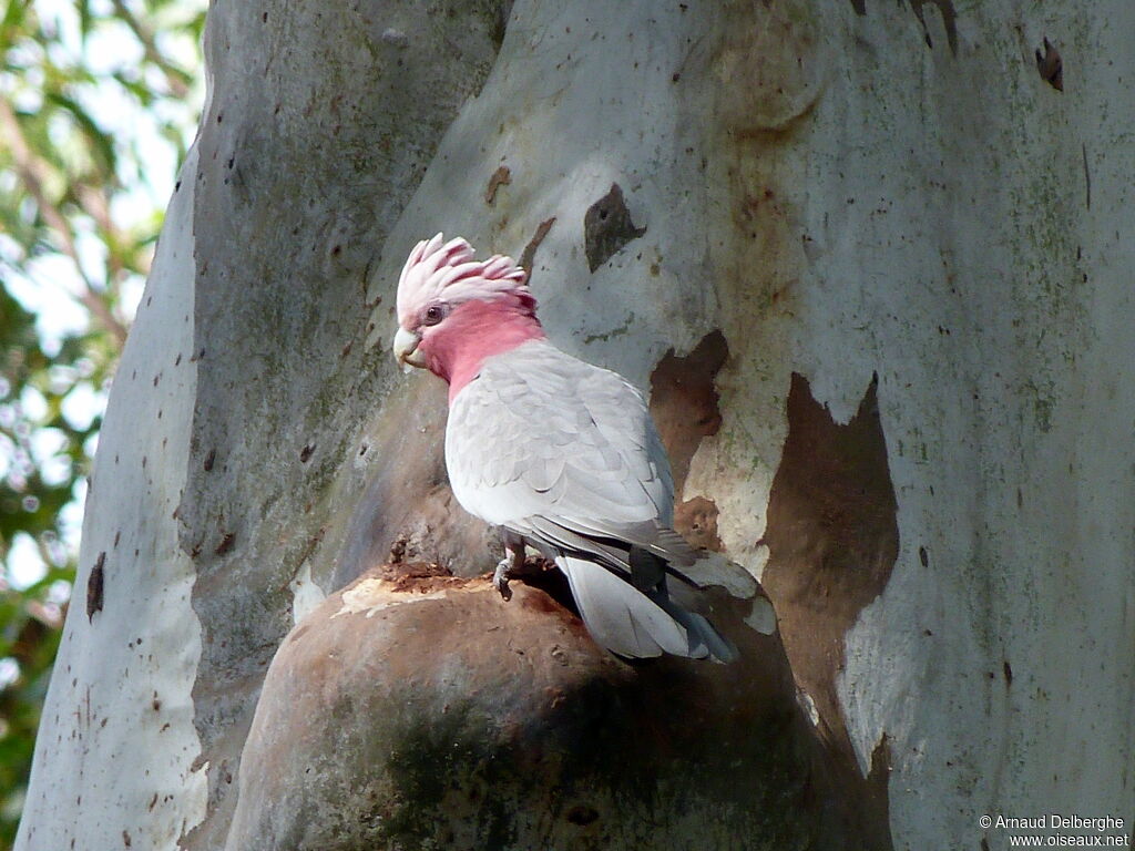 Cacatoès rosalbin