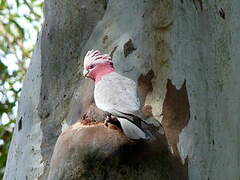 Galah