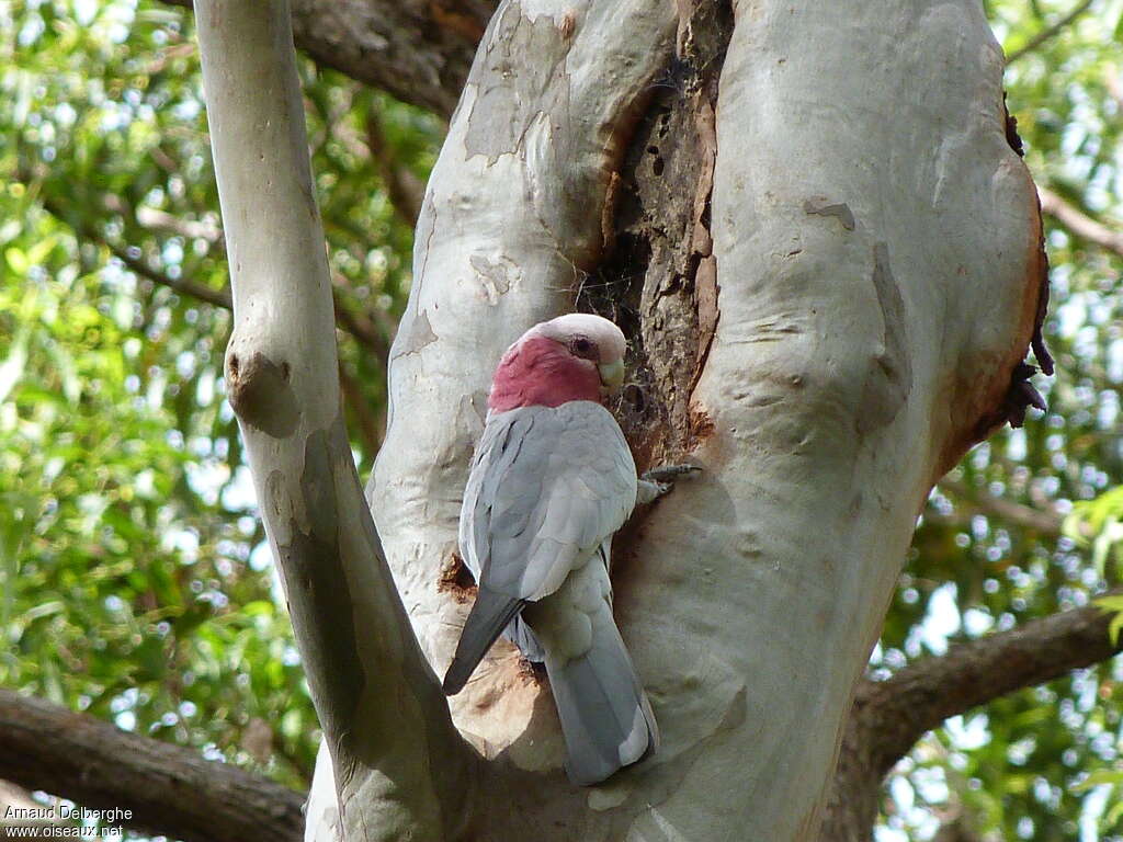 Galahadult, pigmentation, Reproduction-nesting