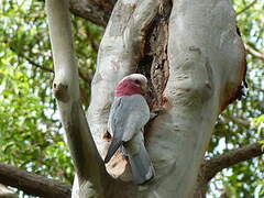 Galah