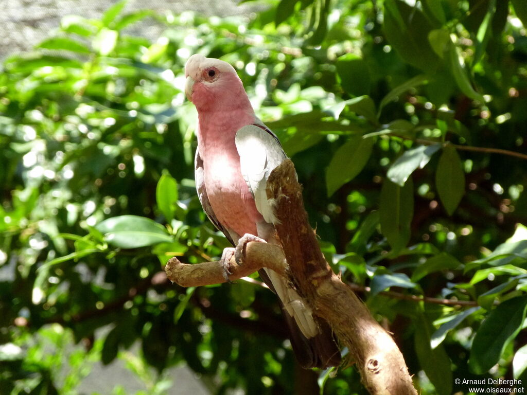 Cacatoès rosalbin