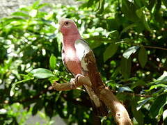 Galah