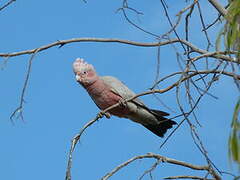 Galah