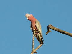 Galah